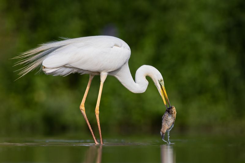 Common egret, Great egret фото превью
