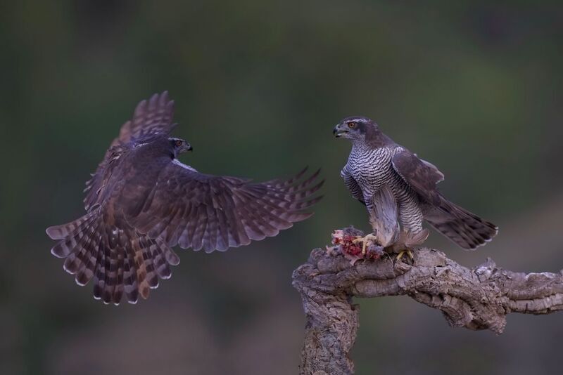 Dispute Over Prey фото превью