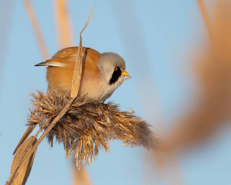 синица, усатая синица, птицы  фото превью