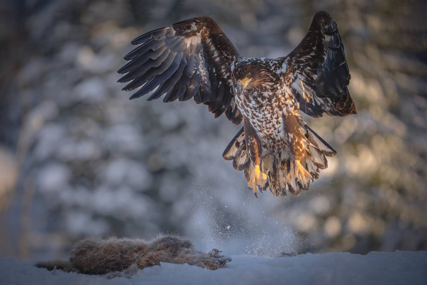 красный бор, орлан-белохвост, рассвет, Mikhail Ioannisian