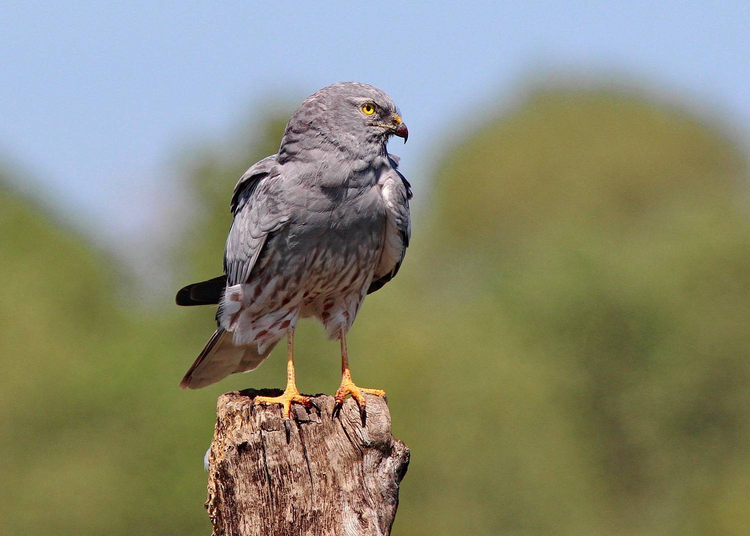 Луговой лунь, фотографы ульяновска, птицы поволжья, фотограф софронов, СФДП, фотоохота, лучшие фото птиц, Евгений Софронов
