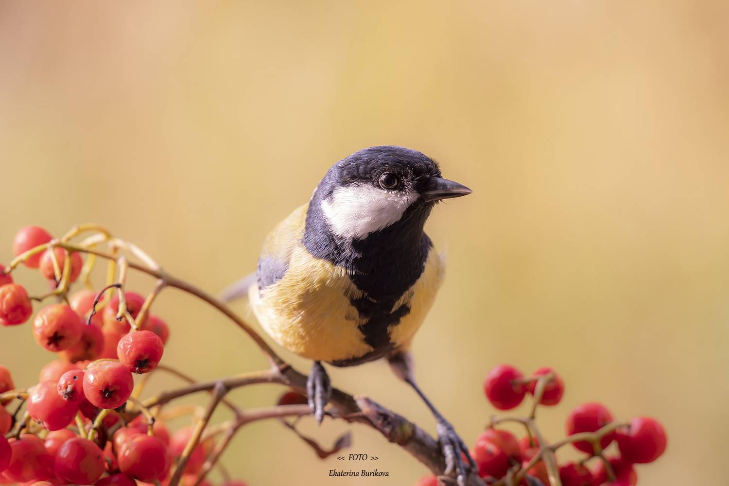 , Бурикова Екатерина