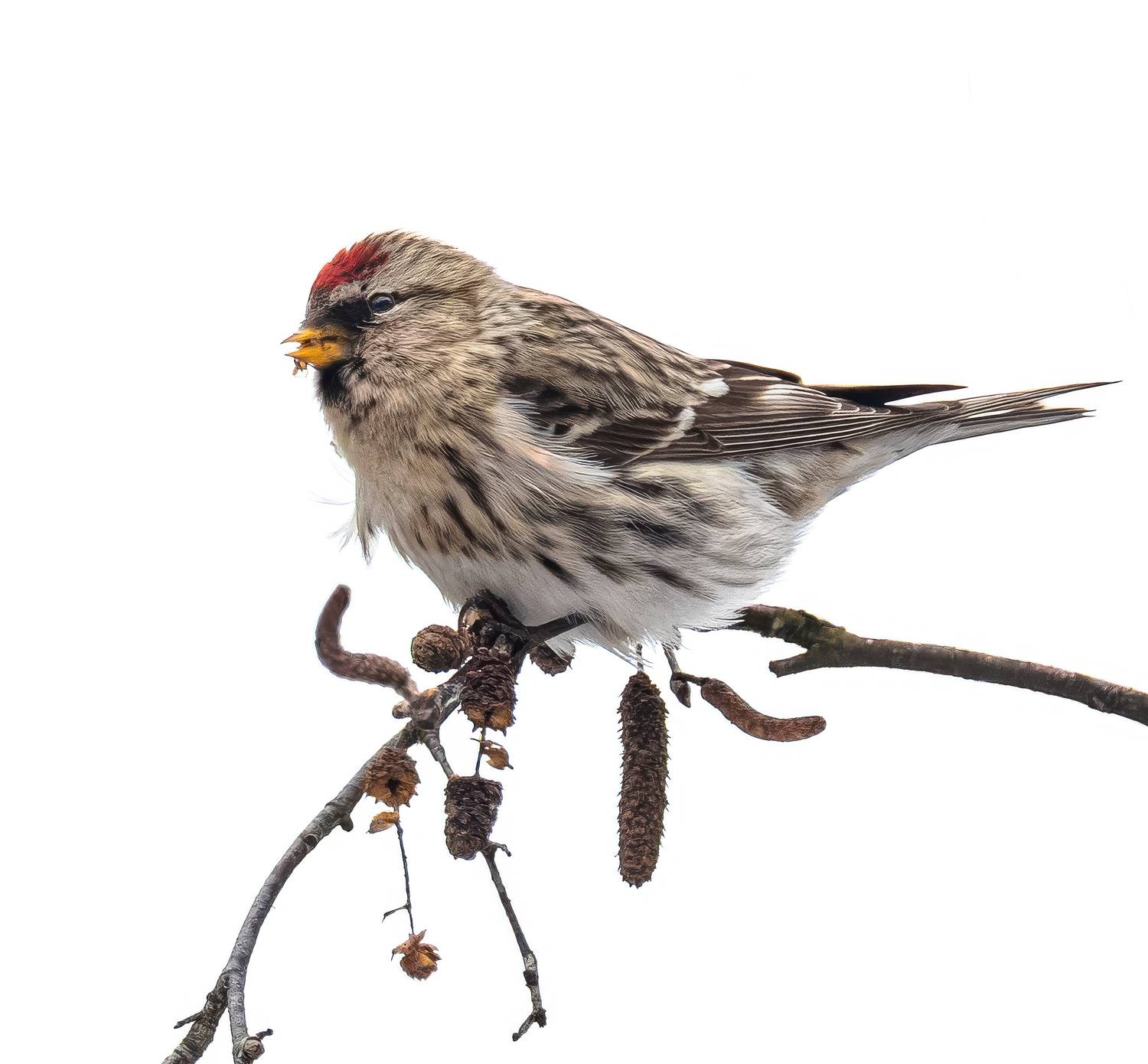 , Курлянцев Алексей