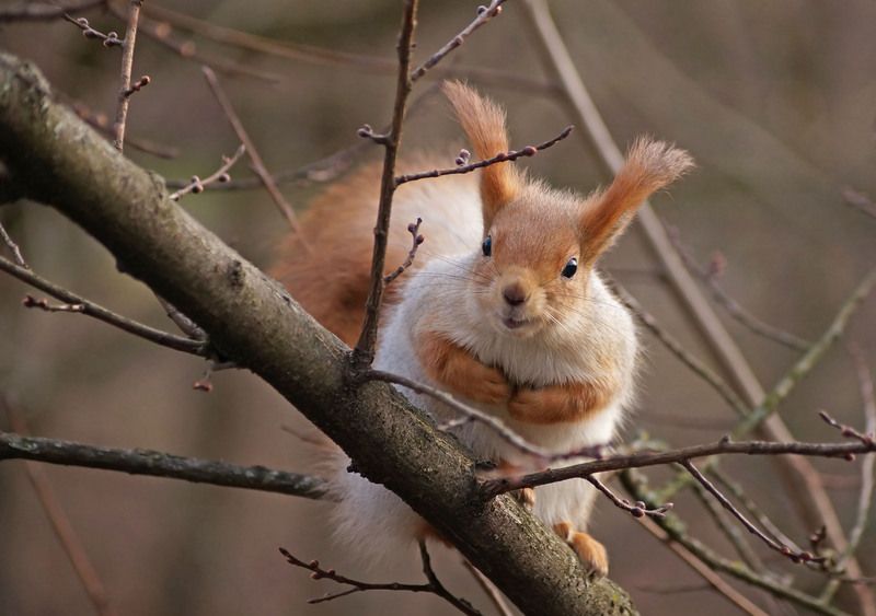 Белка Белка фото превью