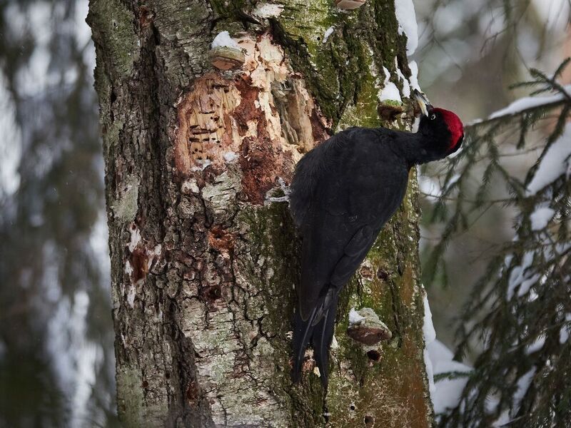 Московская область, фотоохота, парк, птицы, желна Желна фото превью