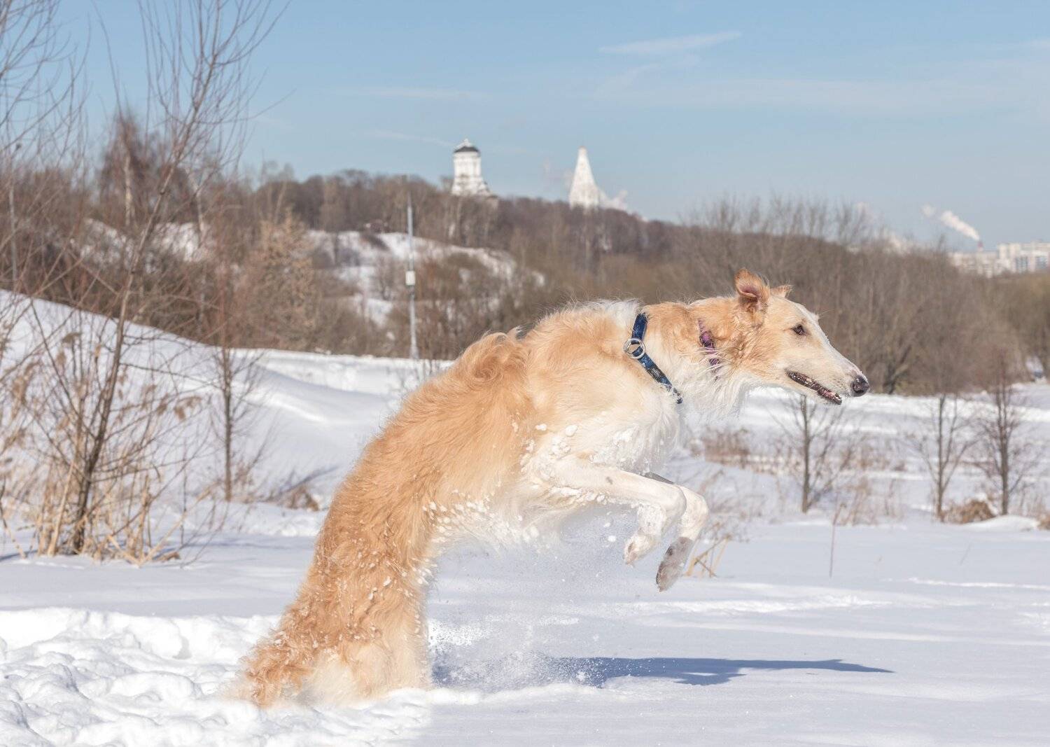 борзапя, коломенское, зима, Башкин Георгий