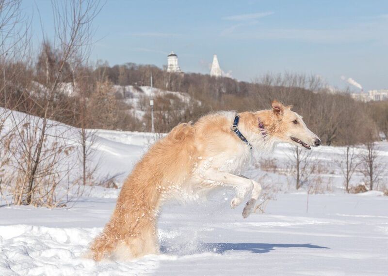 борзапя, коломенское, зима Борзая в Коломенском! фото превью