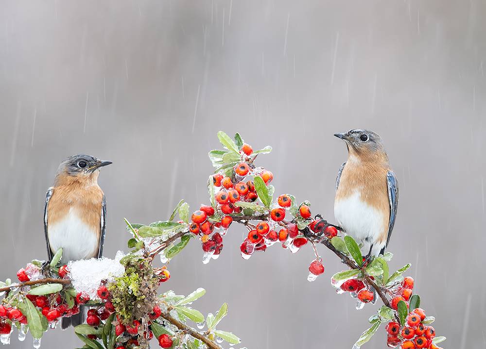 eastern bluebird, bluebird, восточная сиалия, зима, снег, птицы, cold, snow, winter, winter bird, rain, дождь, bird, Etkind Elizabeth