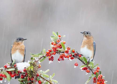 Eastern Bluebird Couple Female -Самки Восточной сиалии