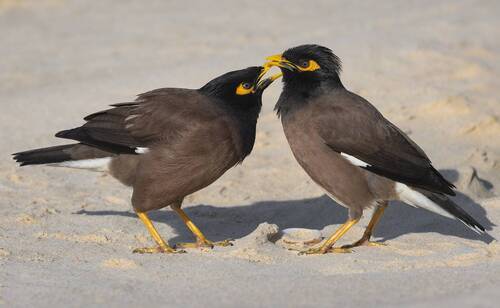 Обыкновенная майна.Common myna.