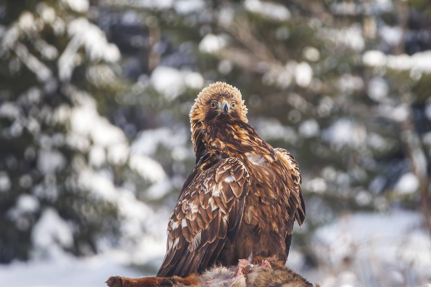 , Морозов Сергей