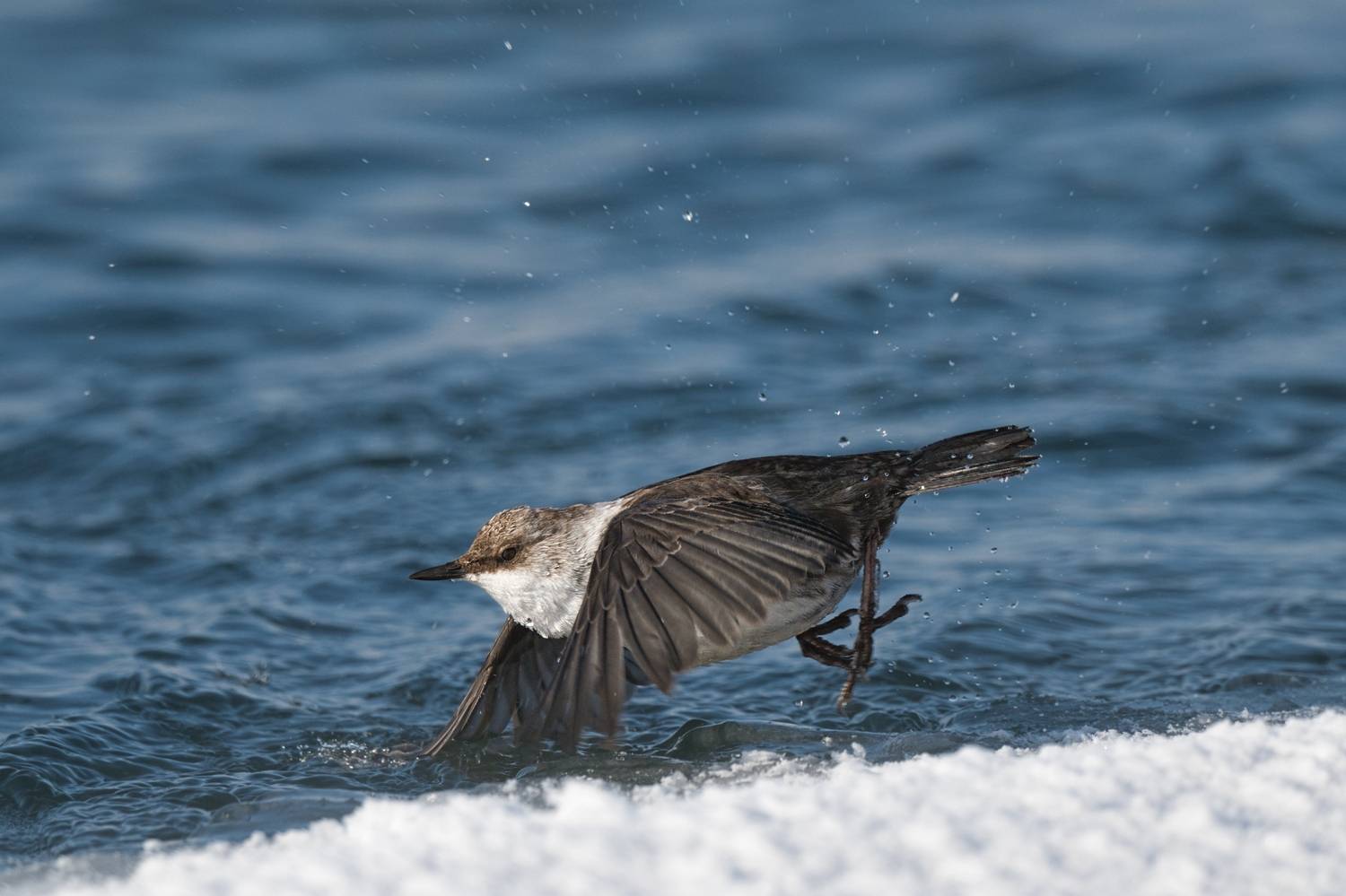 , Большаков Алексей