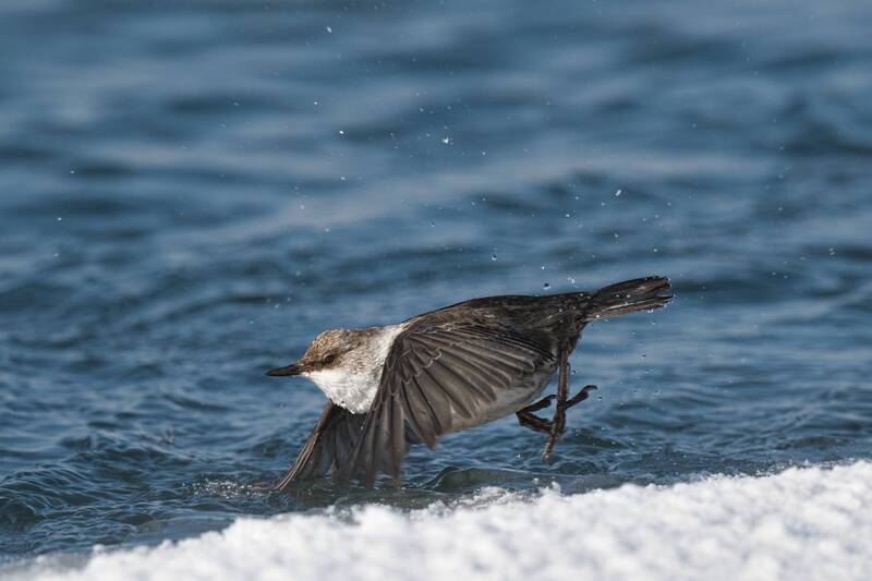 Танцовщица фото превью