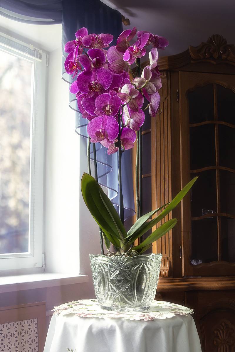 натюрморт, орхидея, интерьер, Приходько Ирина