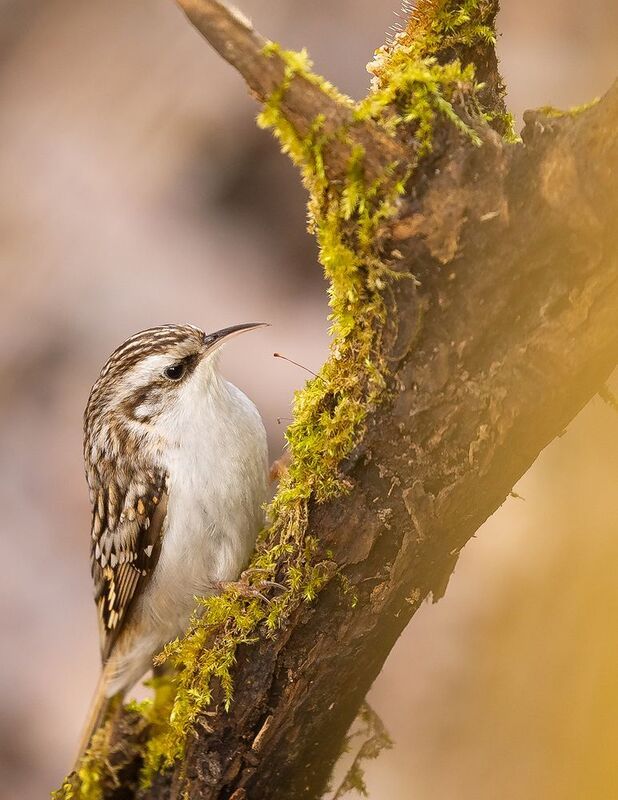 Certhia familiaris фото превью