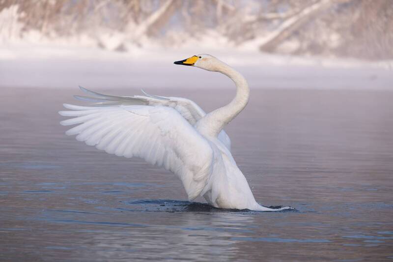 лебедь, лебедь-кликун, озеро светлое, озеро лебединое, алтайский край, зима Расправил крылья фото превью