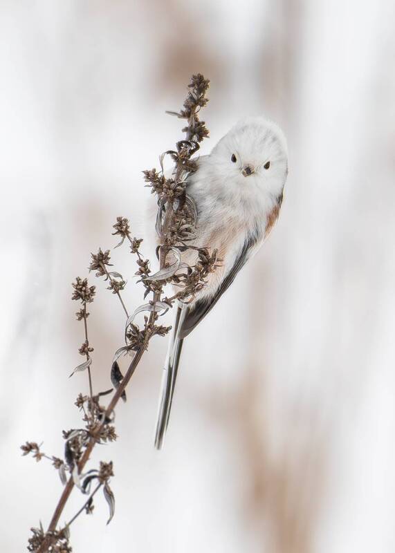 Длиннохвостая синица. фото превью
