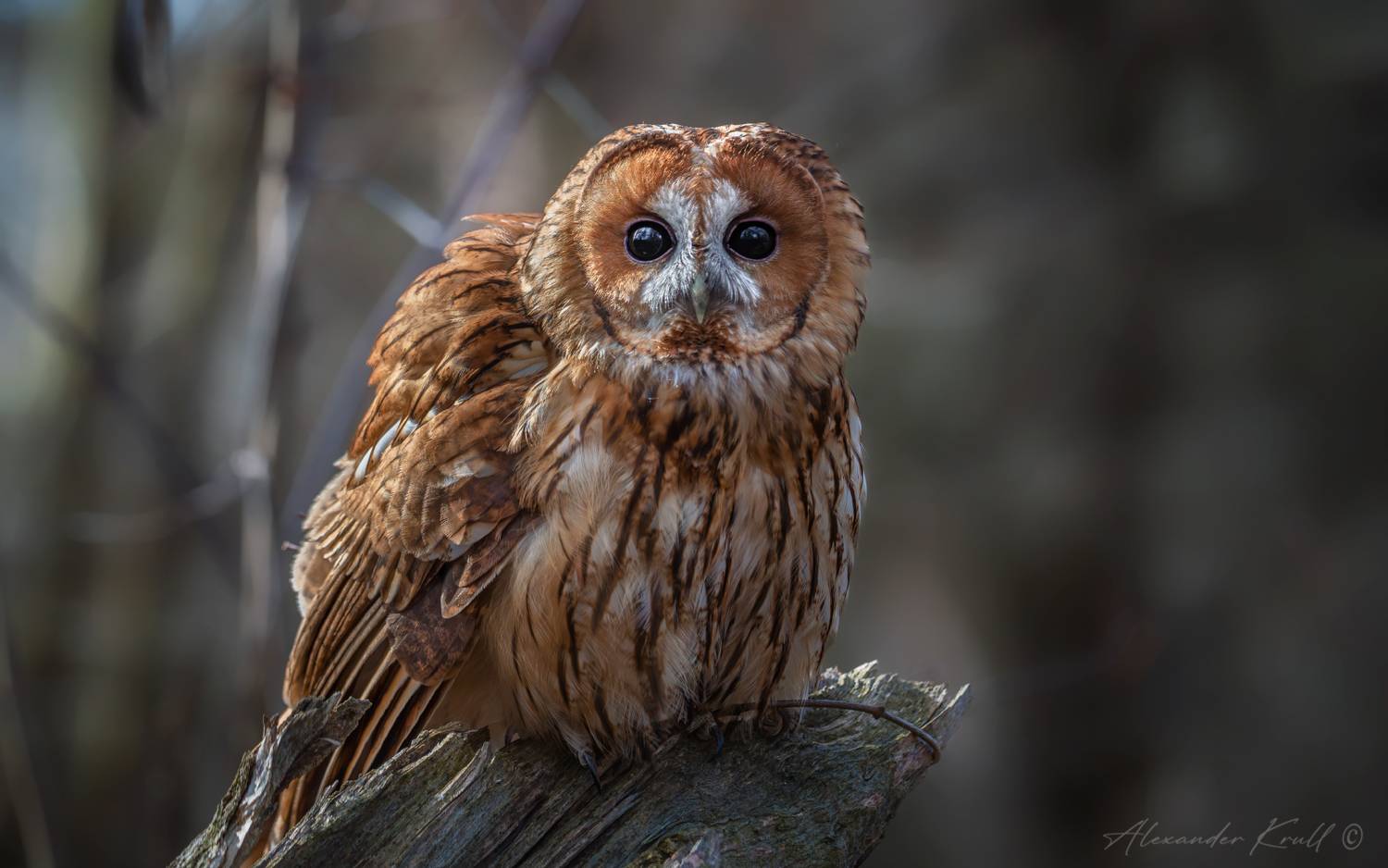 сова, неясыть, серая неясыть, обыкновенная неясыть, strix aluco, tawny owl, Круль Александр