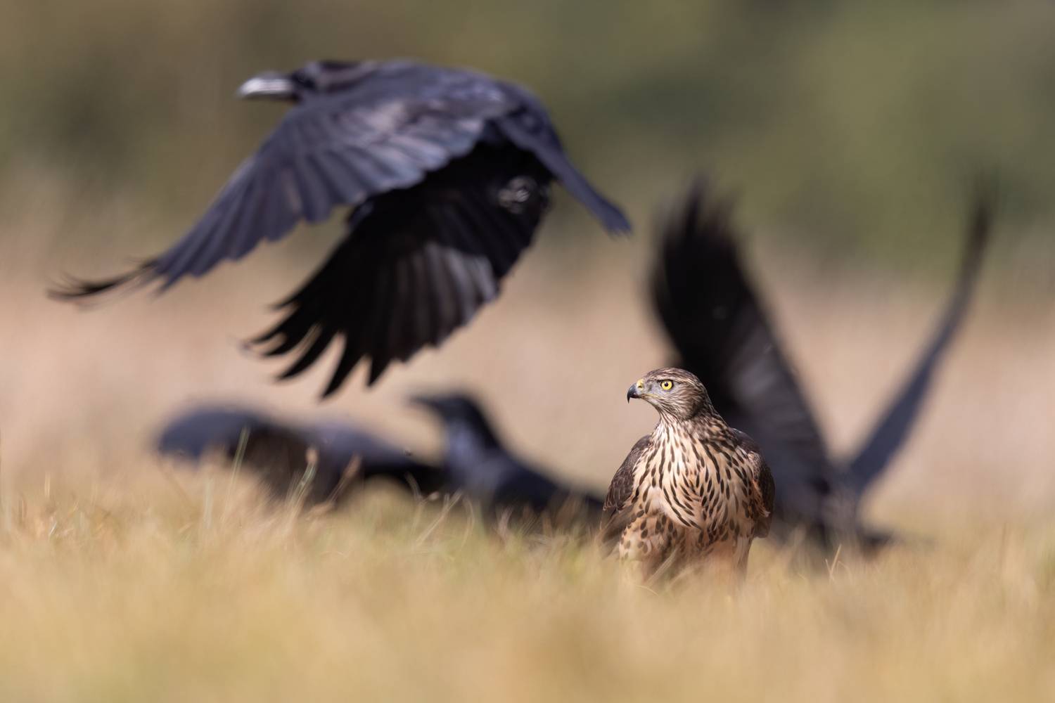 , Фруман Евгений