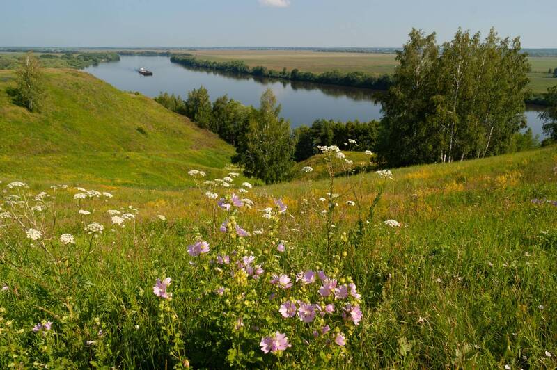 река ока, лето, мальва На Оке. Мальва цветет. фото превью