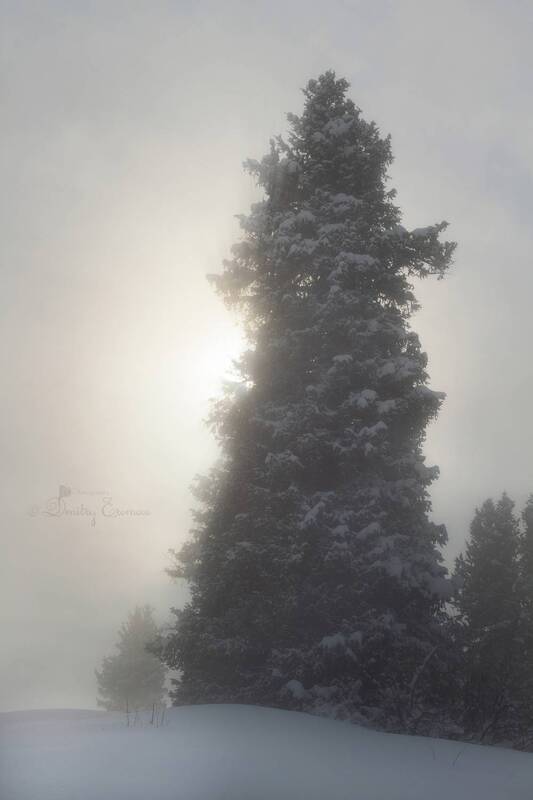 ели, облака, зима, природа, горы Там, где тишина обретает форму, а облака путаются в иголках тянь-шаньских елей... фото превью