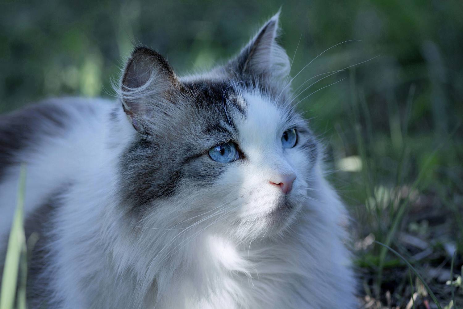 кошка, на, даче, Александр Канцур