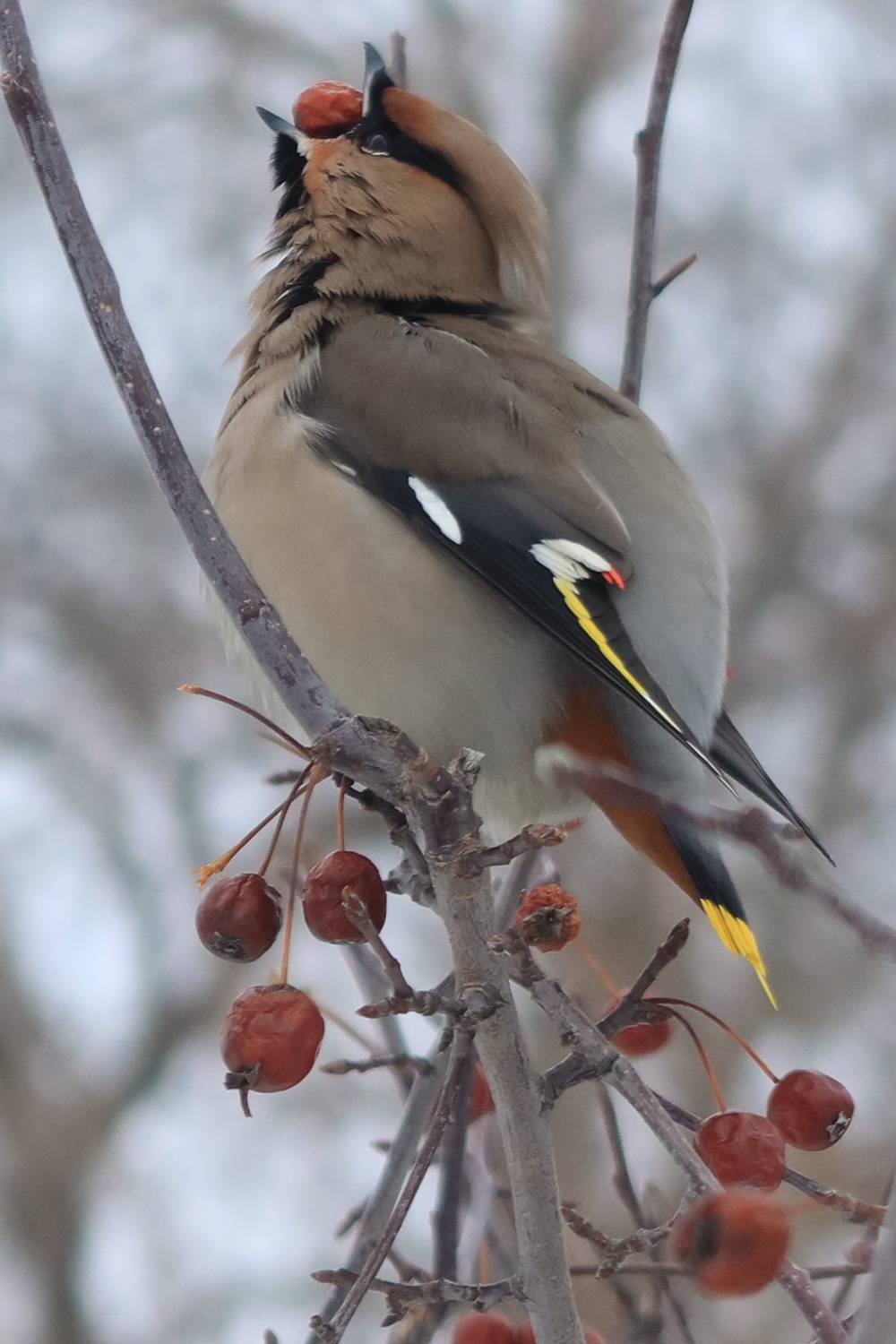 свиристель, птицы, Козлова Галина