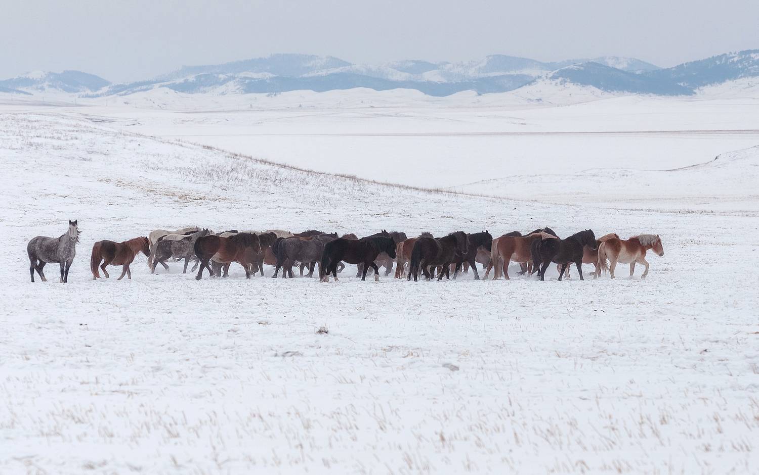 хакасия, табун, лошади, выпас, зима, Марина Фомина