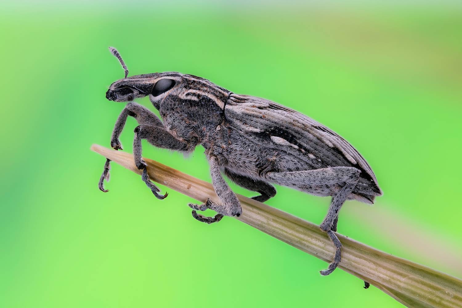 , Васильев Роман