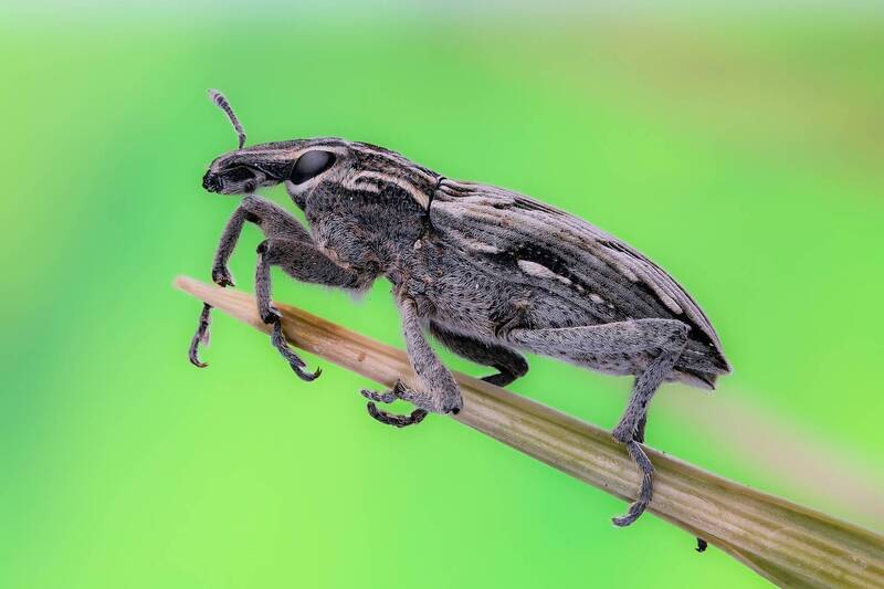 Долгоносик фото превью