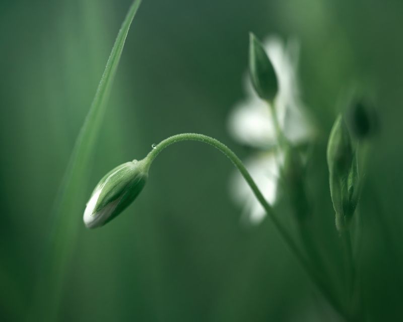 Звездчатка болотная фото превью