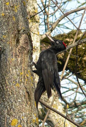 Желна (Dryocopus martius)