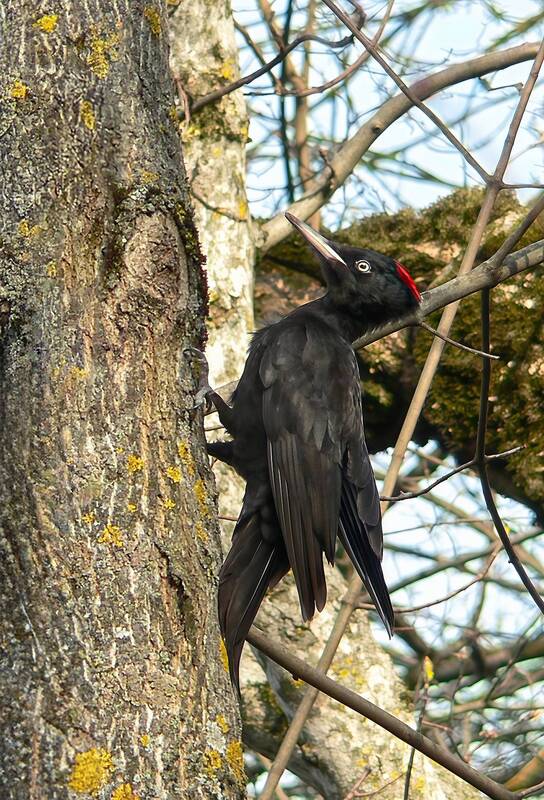 желна, черный дятел, dryocopus martius Желна (Dryocopus martius) фото превью