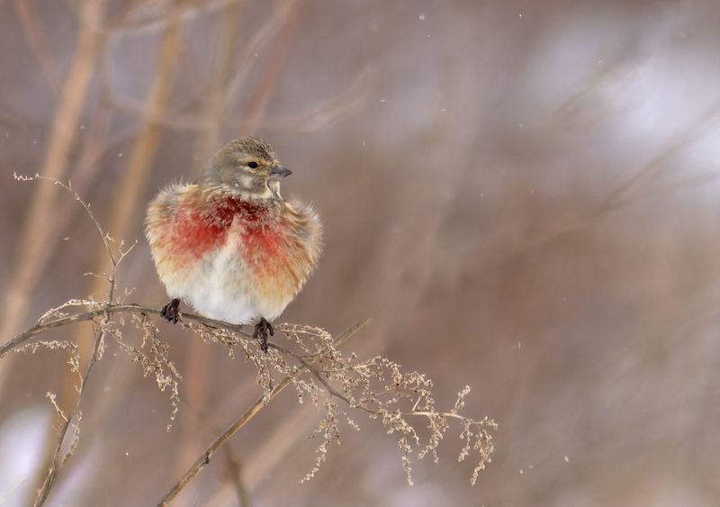 Обикновено конопарче     Carduelis cannabina фото превью