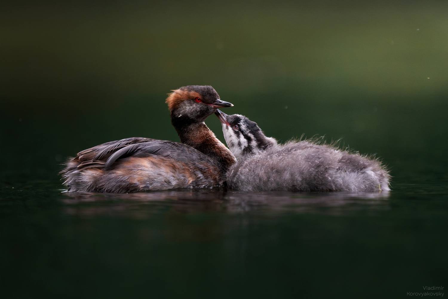 птицы, поганки, Vladimir Korovyakovsky