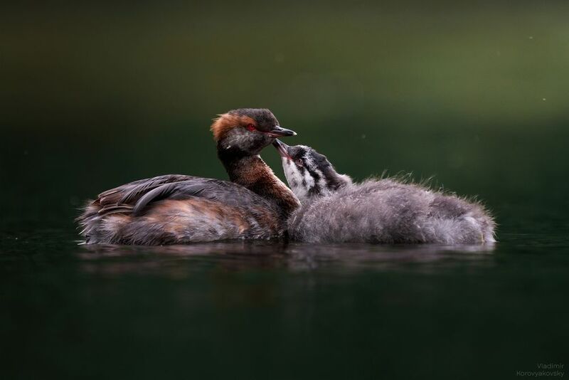 птицы, поганки -Мама, дай поцелую! фото превью