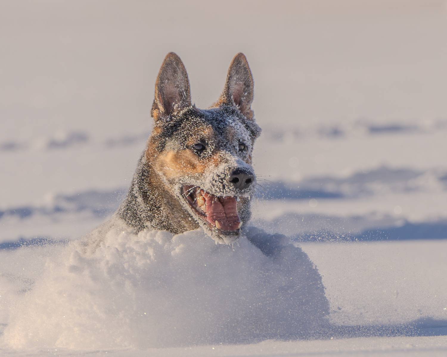 , Сергей Жиркевич