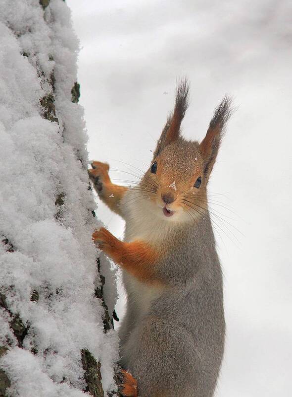 Жажда фото превью