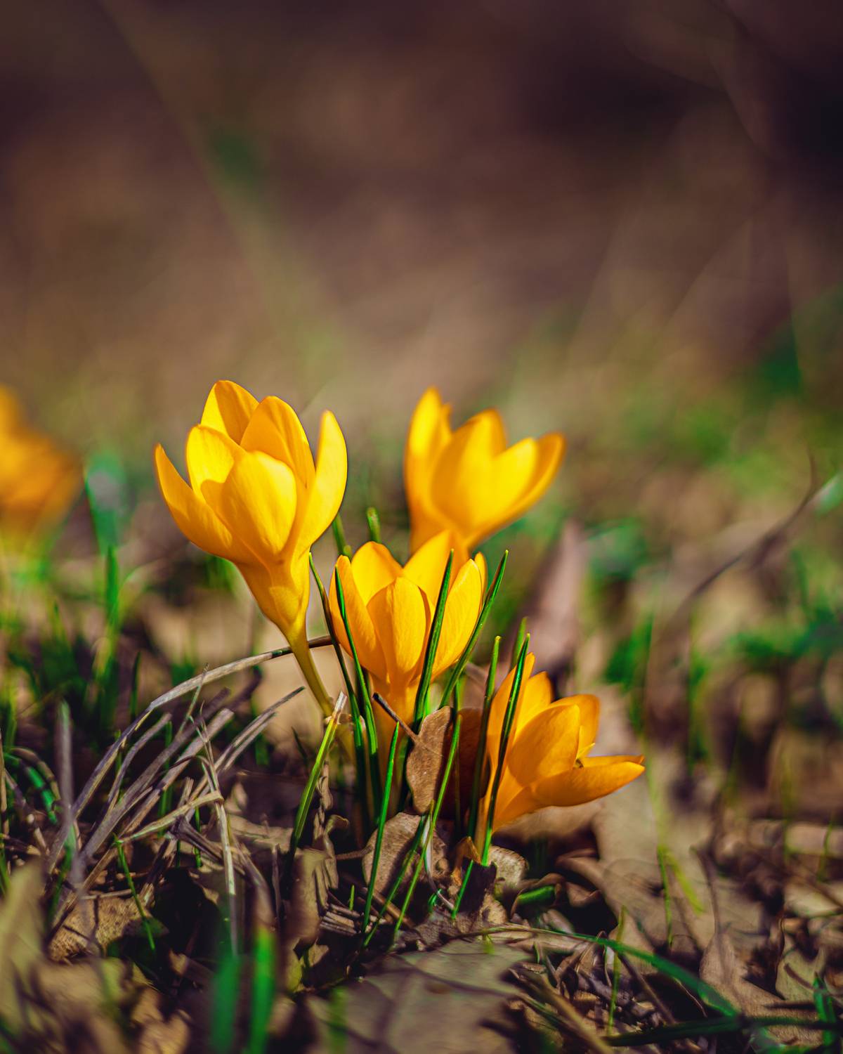 , Бобчева Веселина