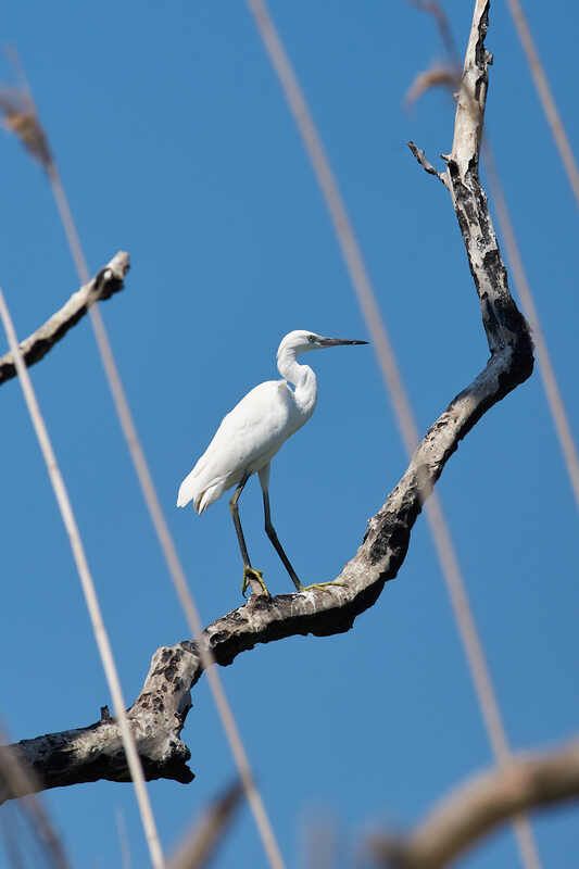 Egretta garzetta, Малая Белая Цапля Малая Белая Цапля  фото превью