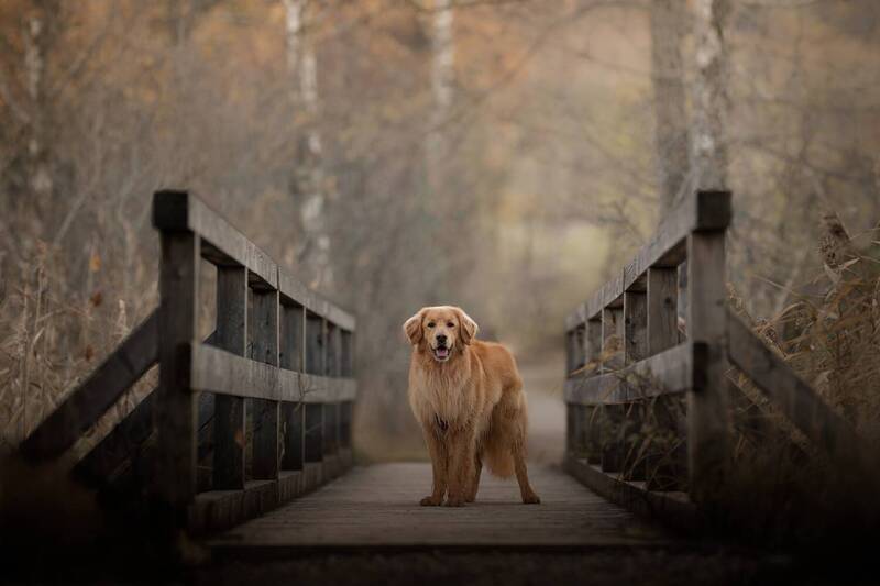 hovawart  фото превью