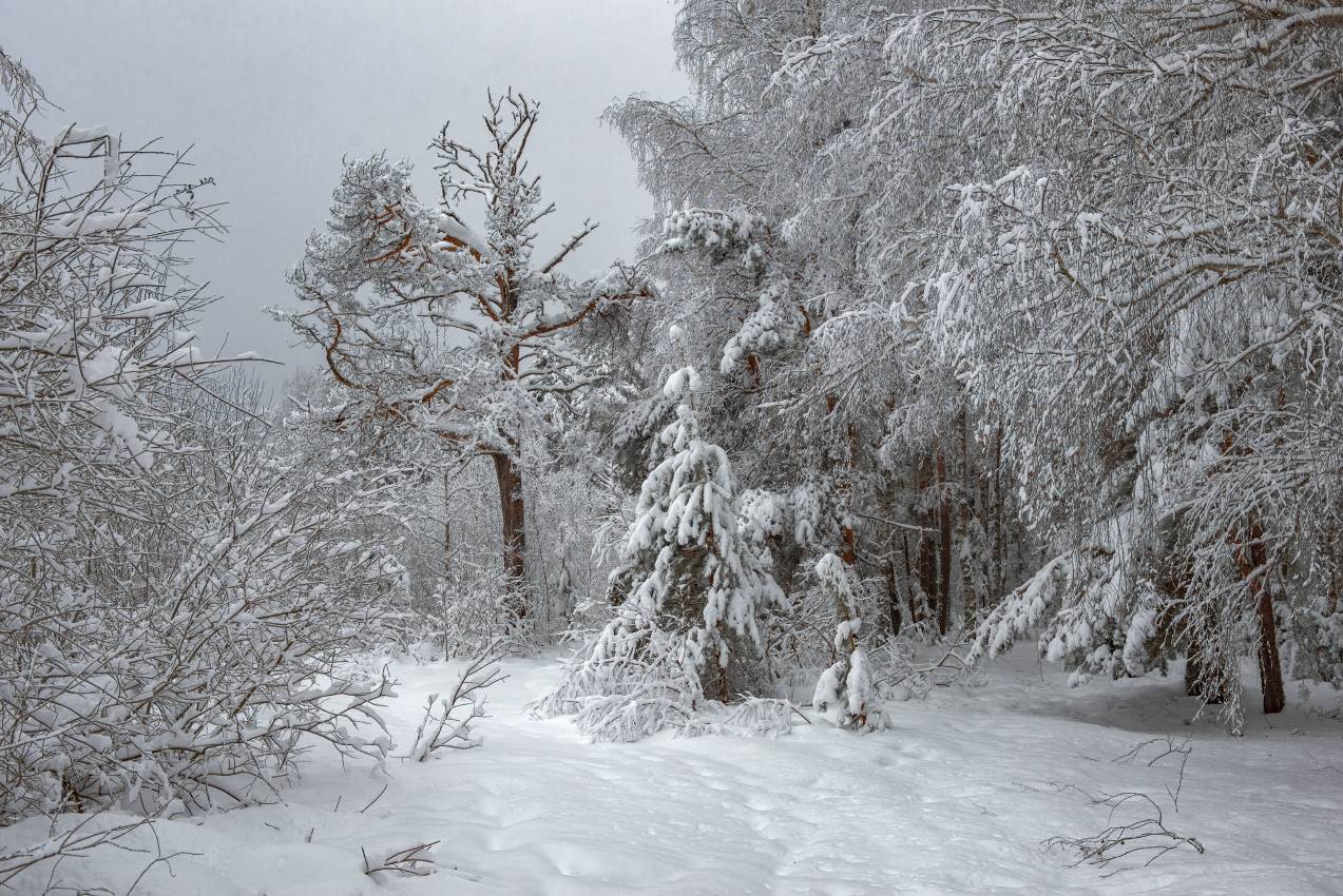 февраль, лес, снегопад, опушка, Алексеев Дмитрий