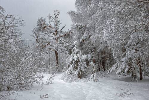 Под снежным покрывалом