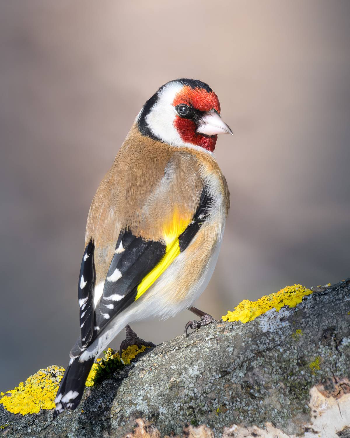 Щегол, фотоохота, птицы, Москва, Измайлово, Михаил Ездаков