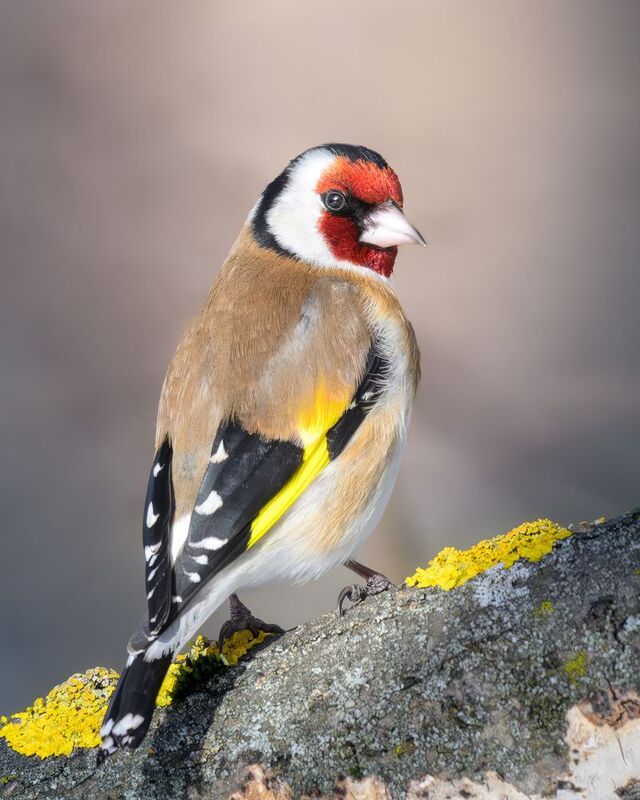 Щегол, фотоохота, птицы, Москва, Измайлово Портрет щегла фото превью
