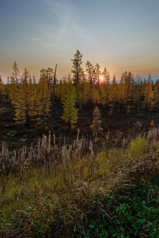 небо, закат, осень, солнце, деревья, тундра, надым, янао, крайний север осень фото превью