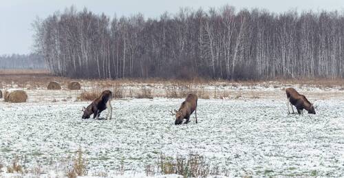 Лоси на озимых.(4 фото)