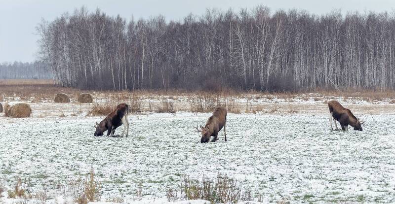 Лоси на озимых.(4 фото) фото превью