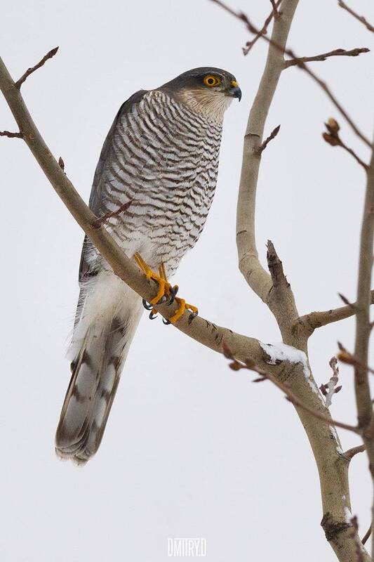 ястреб, перепелятник Ястреб-перепелятник фото превью