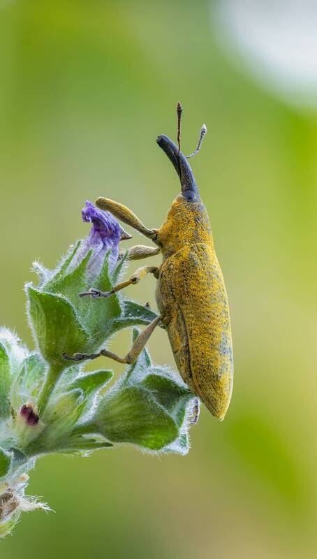 долгоносик Долгоносик фото превью